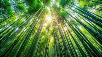 Lush bamboo forest with sunlight filtering through the canopy, Bamboo, Forest, Green, Nature, Growth, Tranquil, Asian