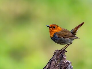 森の中で枯れ木に留まって周りを見渡しているコマドリの雄