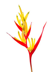 Red and yellow Heliconia flower, Heliconia psittacorum, tropical flower isolated on a white background