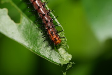 The caterpillar of Acraea terpsichore, commonly known as the Dione juno or Terpsichore Swallowtail, is the larval stage of a butterfly species in the family Nymphalidae.|銀紋紅袖