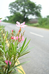 Nerium oleander in bloom, Pink siplicity bunch of flowers and green leaves on branches, Nerium...
