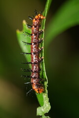The caterpillar of Acraea terpsichore, commonly known as the Dione juno or Terpsichore Swallowtail, is the larval stage of a butterfly species in the family Nymphalidae.|銀紋紅袖