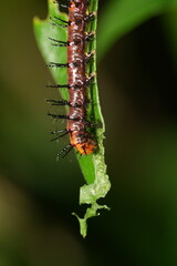 銀紋紅袖（Acraea terpsichore）は、ナンバルダエ科（Nymphalidae）に属する蝶の一種で、一般的には「ディオネ・ジュノ（Dione juno）」や「テレプシコレ・スワローテイル（Terpsichore Swallowtail）」として知られています。その幼虫、つまりキャタピラー（毛虫）は、蝶の成長過程において重要な段階を担っています。