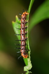 The caterpillar of Acraea terpsichore, commonly known as the Dione juno or Terpsichore Swallowtail, is the larval stage of a butterfly species in the family Nymphalidae.