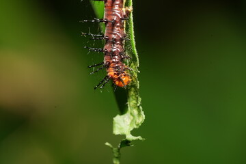 The caterpillar of Acraea terpsichore, commonly known as the Dione juno or Terpsichore Swallowtail, is the larval stage of a butterfly species in the family Nymphalidae.