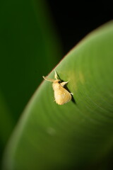 Euproctis is a genus of moths within the family Lymantriidae, commonly known as tussock...