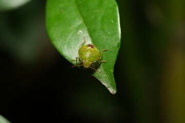 Elasmostethus interstinctus is a species of bug in the family Pentatomidae, commonly known as the stink bugs.