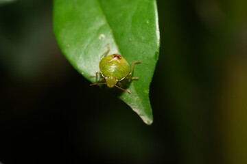 Elasmostethus interstinctus is a species of bug in the family Pentatomidae, commonly known as the stink bugs.|蝽
