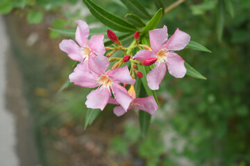 Nerium oleander in bloom, Pink siplicity bunch of flowers and green leaves on branches, Nerium Oleander shrub Pink flowers, ornamental shrub branches in daylight, bunch of flowers closeup