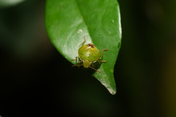 蝽（Elasmostethus interstinctus）は、ペンタトミダエ科（Pentatomidae）に属する一種のバグで、一般的には「スティンクバグ（stink bug）」として知られています。この昆虫は、特にその特徴的な形状と香りによって認識されます。