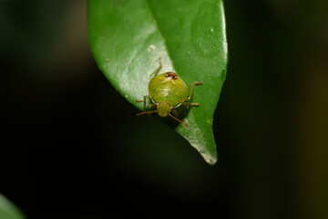Elasmostethus interstinctus is a species of bug in the family Pentatomidae, commonly known as the...
