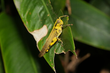 Valanga nigricornis is a species of grasshopper belonging to the family Acrididae. Commonly known...