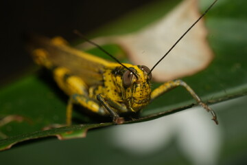 Valanga nigricornis is a species of grasshopper belonging to the family Acrididae. Commonly known as the black-horned grasshopper