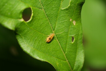 The tawny cockroach refers to a species known as Ectobius pallidus, which is also commonly known as the dusky cockroach or pale cockroach.|蜚蠊|蟑螂