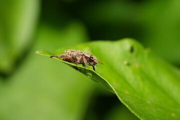 Adoretus is a genus of beetles in the family Scarabaeidae, commonly known as chafer beetles or leaf chafers. |喙麗金龜屬