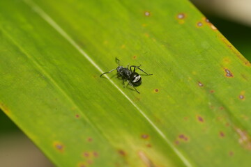 Polyrhachis is a diverse and fascinating genus of ants belonging to the subfamily Formicinae. Known for their distinctive appearance and wide range of behaviors|棘山蟻屬