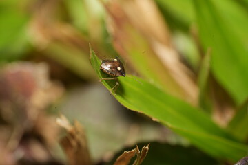 Eysarcoris annamita is a species of true bug belonging to the family Pentatomidae, commonly known as stink bugs.