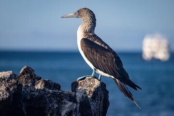 booby