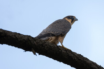 Eurasian hobby juveniles in its habitat. very bold and courageous bird of the Falcon family.