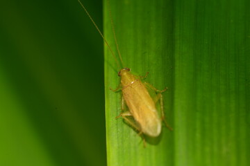 Ectobius pallidus, also known as the dusky cockroach or pale cockroach, is a species of cockroach native to Europe. It is generally found in outdoor environments like woodlands, grasslands|扁蠊