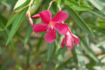 Nerium oleander in bloom, red siplicity bunch of flowers and green leaves on branches, Nerium...