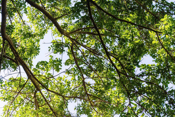 Big sunlit green tree crowns, view from below. Abstract plants and nature backgrounds