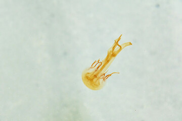 A single jellyfish floats in clear water, its bell and tentacles visible. Abstract water creatures backgrounds