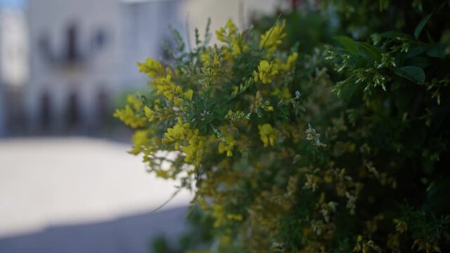 A beautiful yellow blossom of spanish broom spartium junceum in puglia, italy, outdoors, capturing the vibrant essence of this southern mediterranean flora.