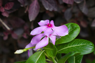 Close-up view of purple madagascar periwinkle, The scientific name is Catharanthus roseus, purple periwinkle flower closeup, Cape Periwinkle, Graveyard plant, Madagascar Periwinkle, Old Maid, closeup 