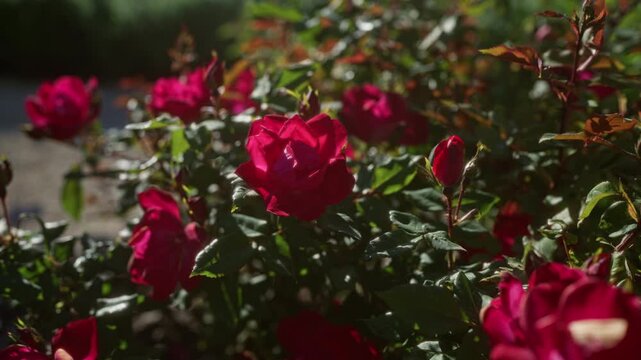 Vibrant red roses blooming in the sunlight with lush green leaves found in an outdoor garden setting in puglia, southern italy.