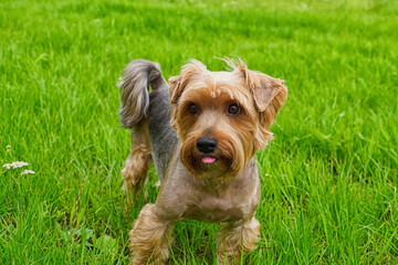 Dog. Yorkshire terrier. A charming, smiling, thoroughbred dog. Pets.