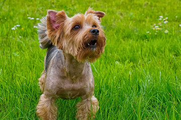 Dog. Yorkshire terrier. A charming, thoroughbred dog. Pets.