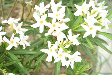 Nerium oleander in bloom, White siplicity bunch of flowers and green leaves on branches, Nerium...