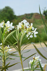 Nerium oleander in bloom, White siplicity bunch of flowers and green leaves on branches, Nerium...