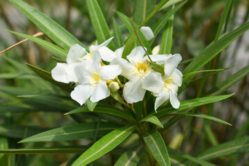 Nerium oleander in bloom, White siplicity bunch of flowers and green leaves on branches, Nerium...