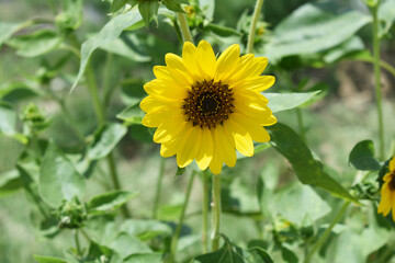 Obraz premium Closeup of a sunflower growing in a field of sunflowers during a nice sunny summer day, Sunflower natural background. flower blooming, Beautiful field of blooming sunflowers, Chakwal, Punjab, Pakistan