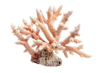 Obraz premium Coral Reef Branching Beauty: A delicate and intricate coral formation, showcasing the natural beauty and intricate detail of underwater ecosystems.