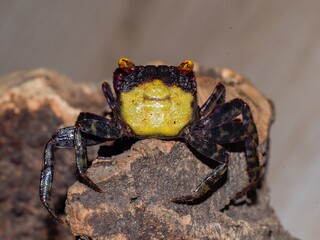 crab aqurium flower eyes yellow vampire black red