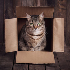 A cat sitting in a box that’s too small for it