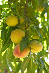 Fresh young unripe Peach fruits on a tree branch with leaves closeup, A bunch of unripe Peaches on a branch, beautiful delicious fruit peaches on the tree, peach fruits grow on a peach tree branch