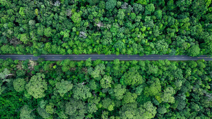 Aerial view asphalt forest road  passing through the green forest tree, Forest road in the middle of the jungle green forest tree, Road in woodland outdoor adventure trip.