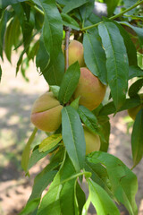 Fresh young unripe Peach fruits on a tree branch with leaves closeup, A bunch of unripe Peaches on a branch, beautiful delicious fruit peaches on the tree, peach fruits grow on a peach tree branch