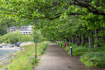 Beautiful walkway around Lake Kawaguchiko, Japan