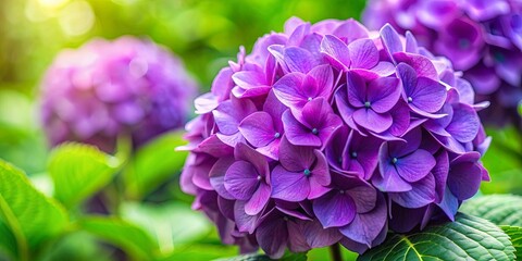 Obraz premium Closeup of vibrant purple hortensia flower in a lush public garden, purple, hortensia, flower, closeup, vibrant, lush, garden