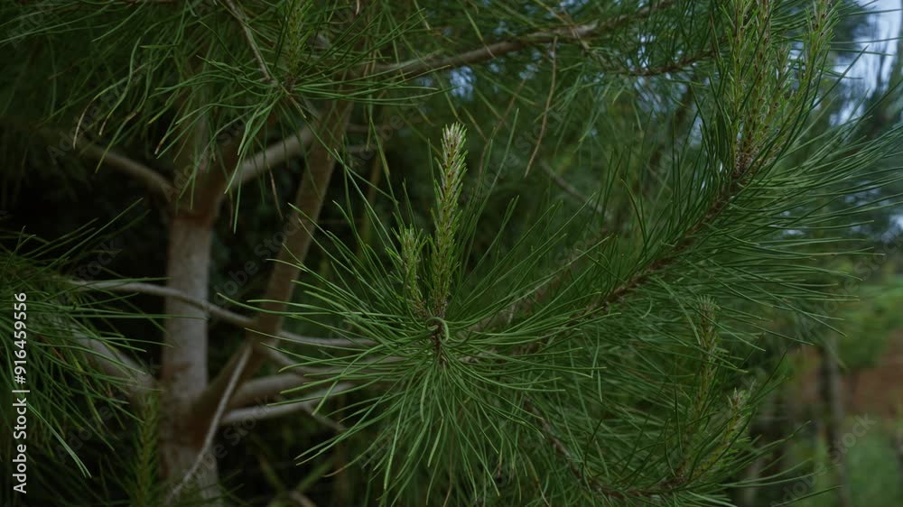 Wall mural close-up of a pinus halepensis branch with lush green needles in an outdoor setting in puglia, south