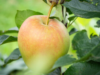 Fresh apples on the tree in the apple orchard.