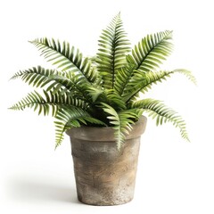 Green Fern Plant in Pot Against White Background.