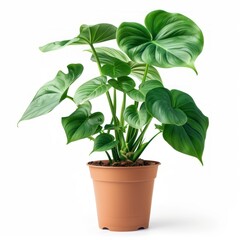 Obraz premium Lush Green Plant in a Brown Pot.