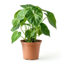 Green plant with large leaves in a brown pot.