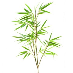 Fototapeta premium Green Bamboo Plant on White Background.